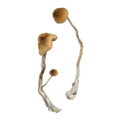 Buy Syzygy Magic Mushrooms
