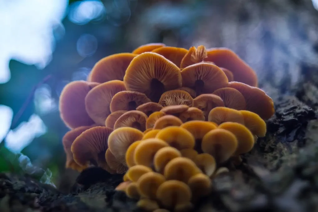 Everything You Need To Know About Magic Mushroom Substrates